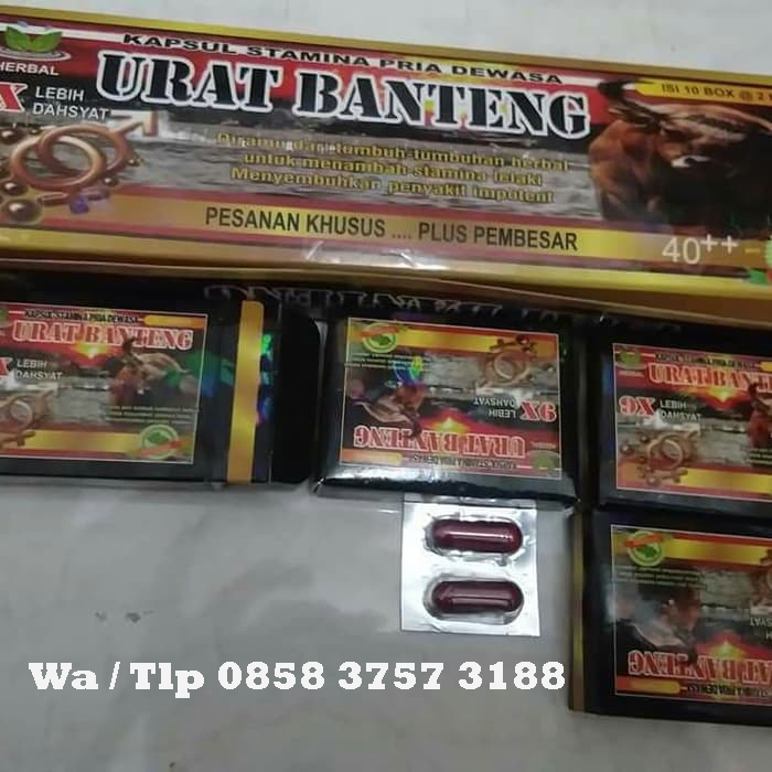 Obat kuat urat banteng